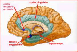 14 cerveau emotionnel